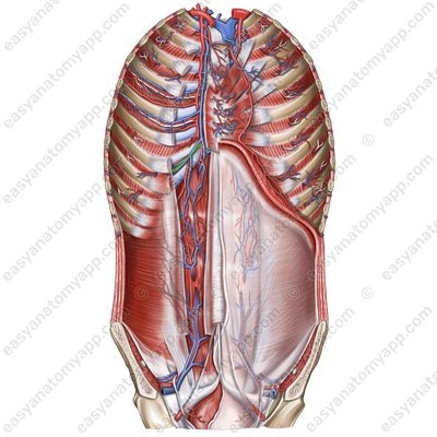 Musculophrenic artery (arteria musculophrenica)